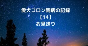 愛犬コロン闘病の記録【14】お見送り