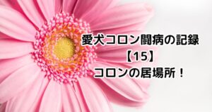 愛犬コロン闘病の記録【15】コロンの居場所!